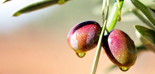 elaboración del aceite de oliva