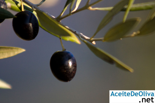 aceitunas